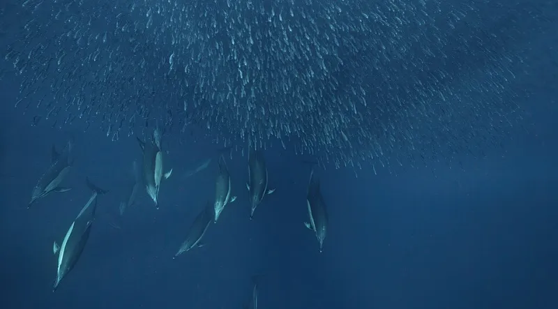Smarter Than You Think: What Every Diver Should Know About Dolphin Cognition Before Getting in the Water