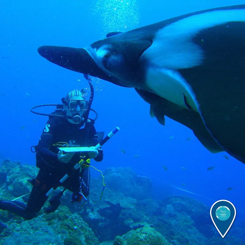 Tiny Creatures vs. Giant Rays: How to Know Which Type of Diver You Really Are