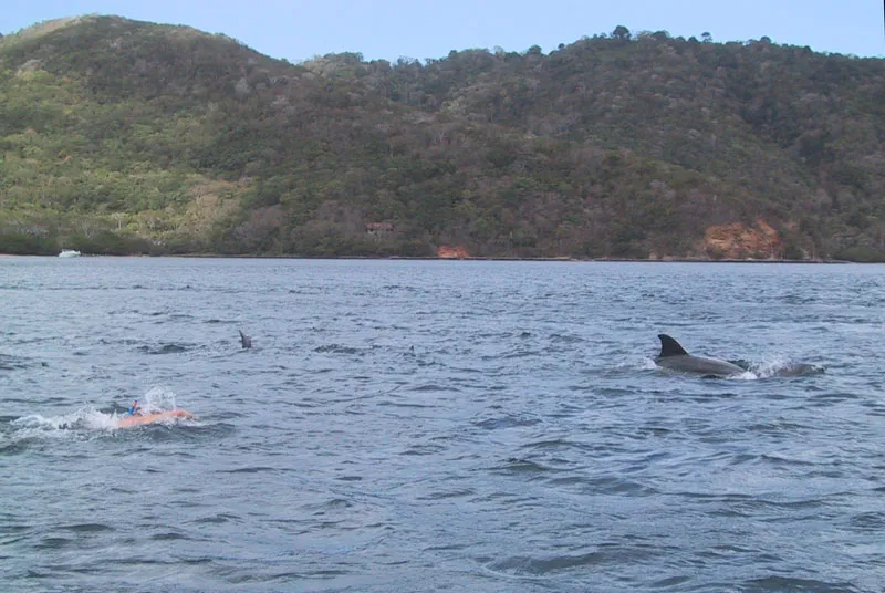 Swimming with Sonar: What Dolphins Can Teach You About Being a Better Diver