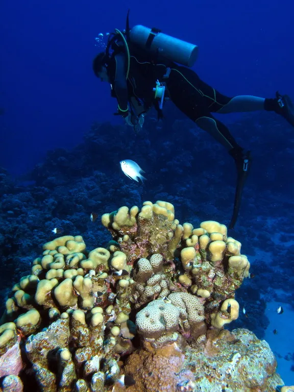 Your Brain on Depth: The Strange, Scary Science Behind Nitrogen Narcosis