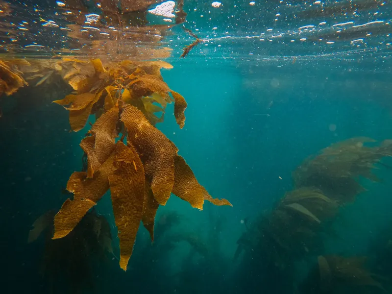 Fly All Night, Dive in a Forest: What the Channel Islands Actually Deliver