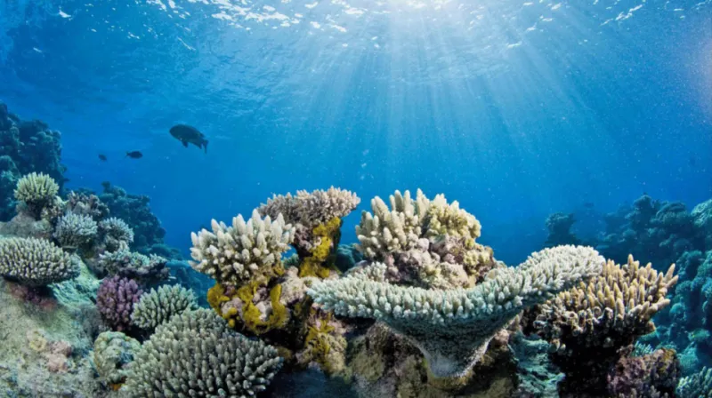 The Reefs Are Moving: Chasing America's Shifting Underwater Map
