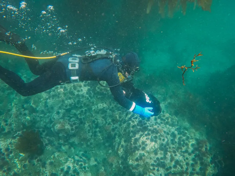 No Passport, No Problem: The Under-Appreciated Case for Diving America's Own Coastlines