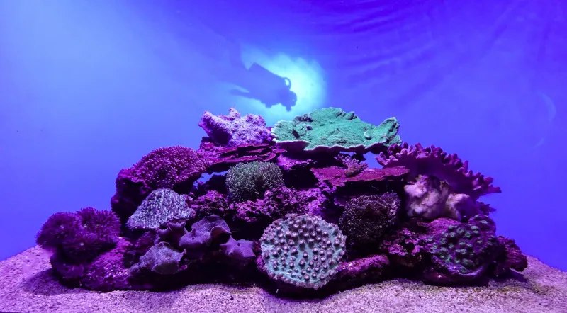 Lights On, Ocean Off: The Surreal Magic of Your First Night Dive
