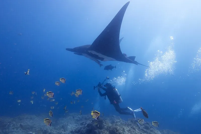 What Happens to Your Mind When You Swim Next to a Dolphin